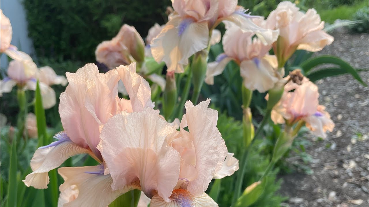 Full Sun Garden Tour, Memorial Day in the garden