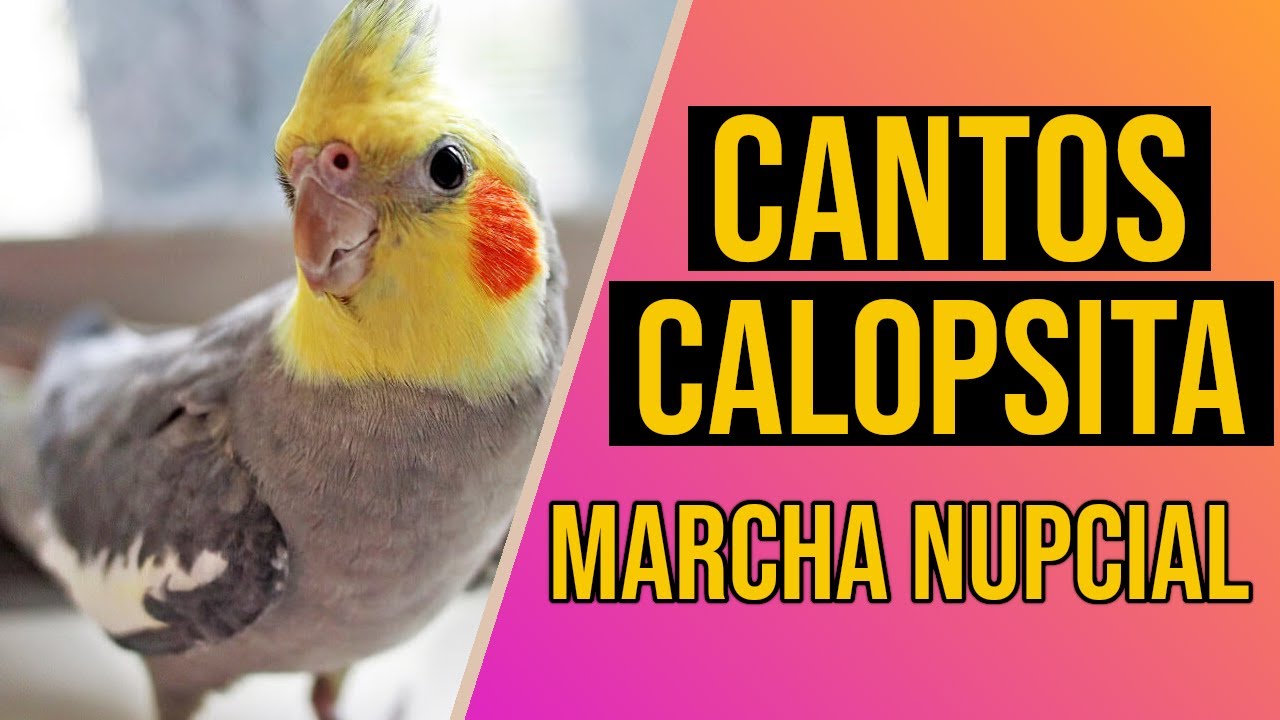 Canto de calopsita - Tema marcha nupcial