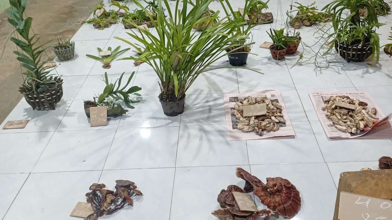 Lan rừng tam nguyên 18/10/25 bao síp LH 0334110946 mời cô chú đăng ký ủng hộ kênh 