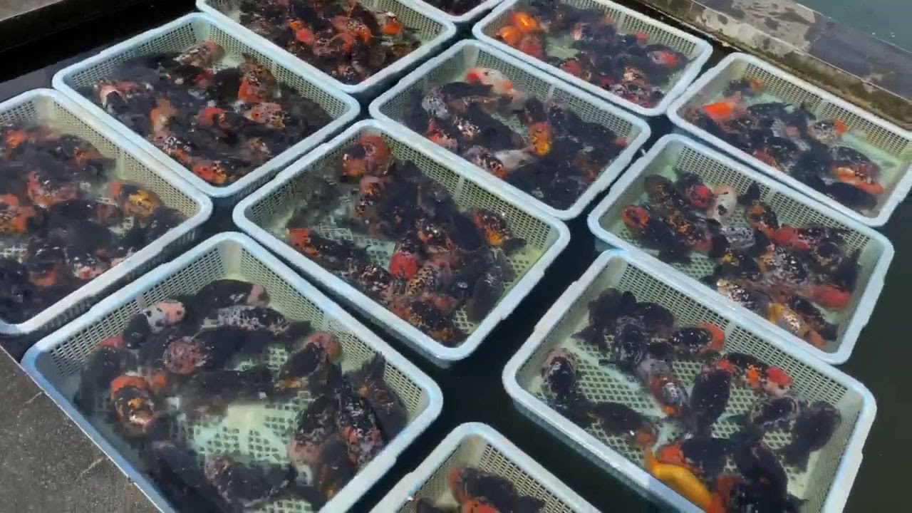 Goldfish From Taiwan Farm | Best quality goldfish for everyone