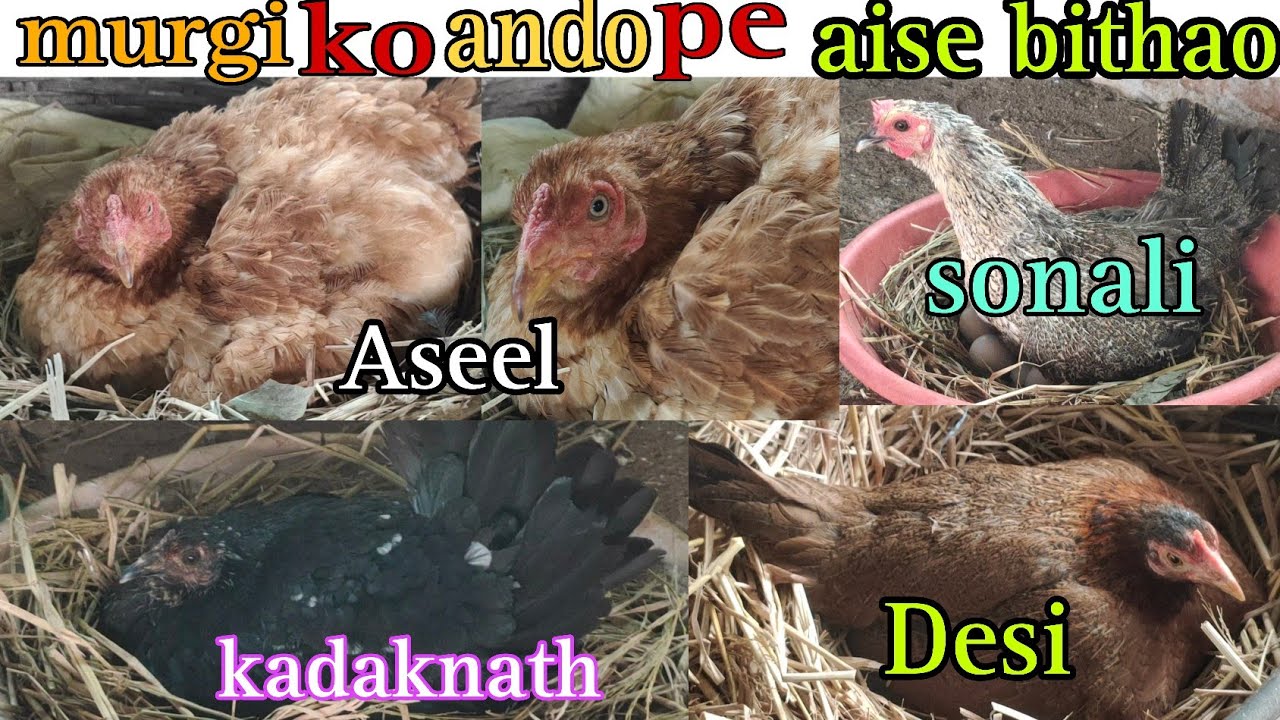 desi murgi ko ando pe bithane ka sahi tarika | मुर्गी जादा चूजे कैसे निकालती है