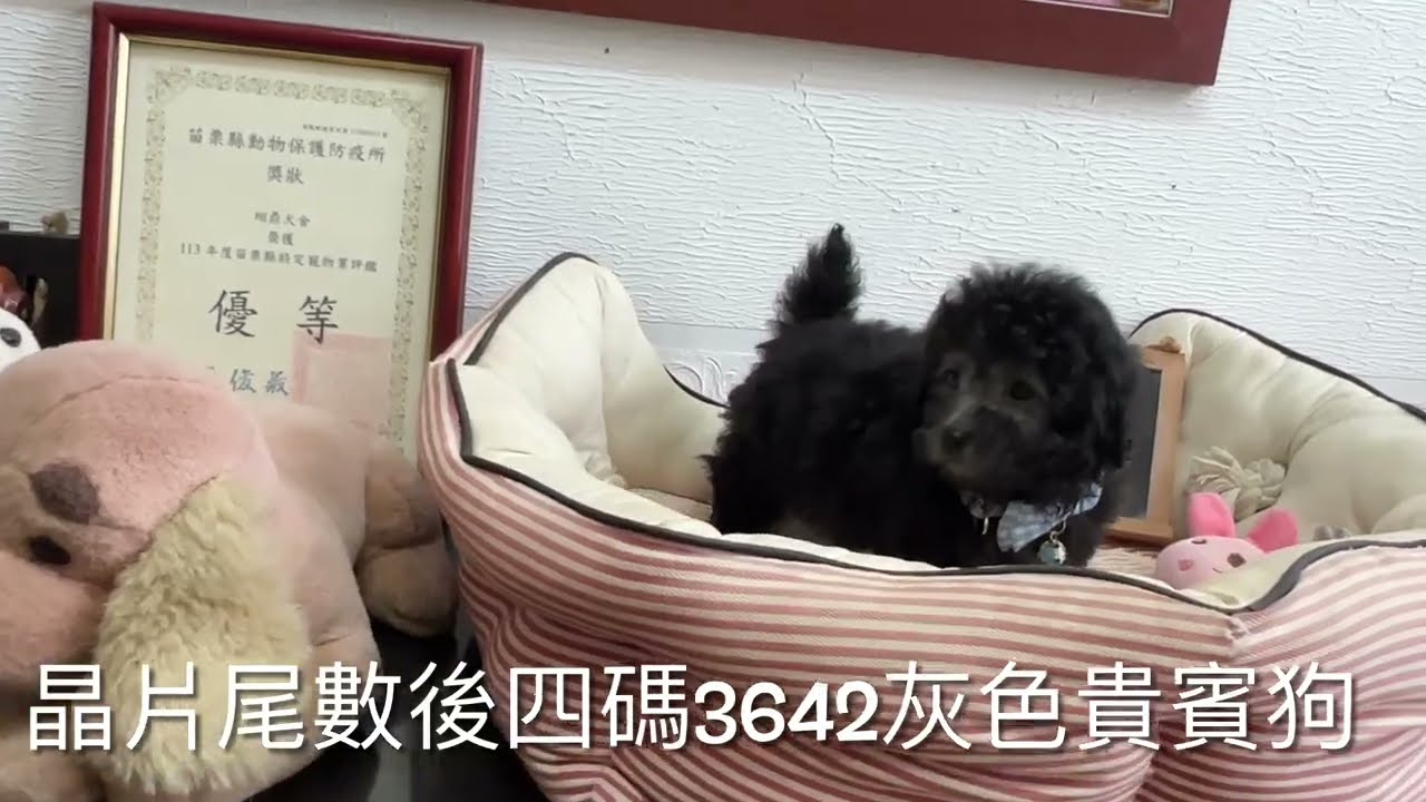 灰貴賓公3642(長大會是淺灰色）
