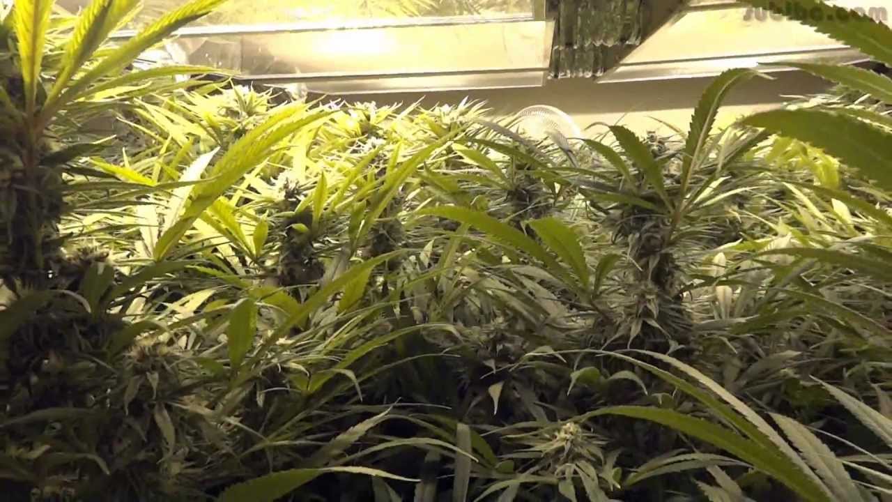 Return of the Dream 2 - Blue Dream Cannabis Grow - Day 40