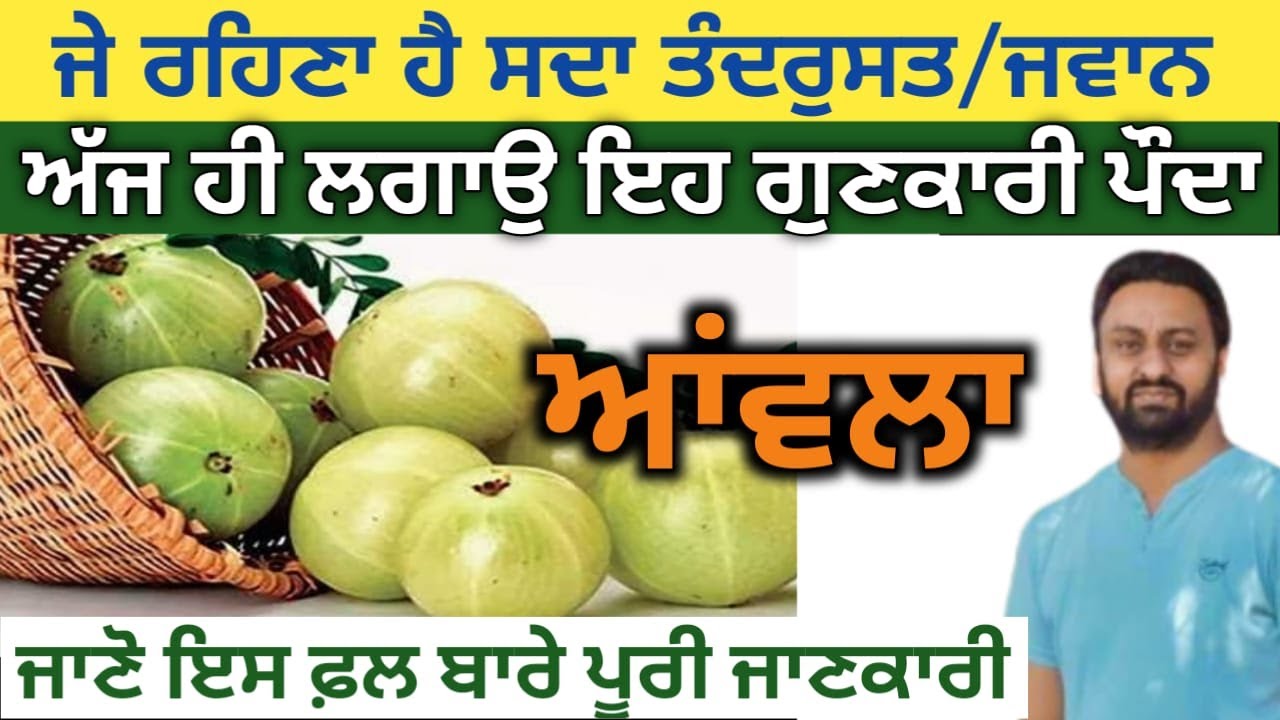 Amla | ਅਉਲਾ/ਆਂਵਲਾ | AMLA BENEFITS  | Dr. Balwinder Singh Lakhewali