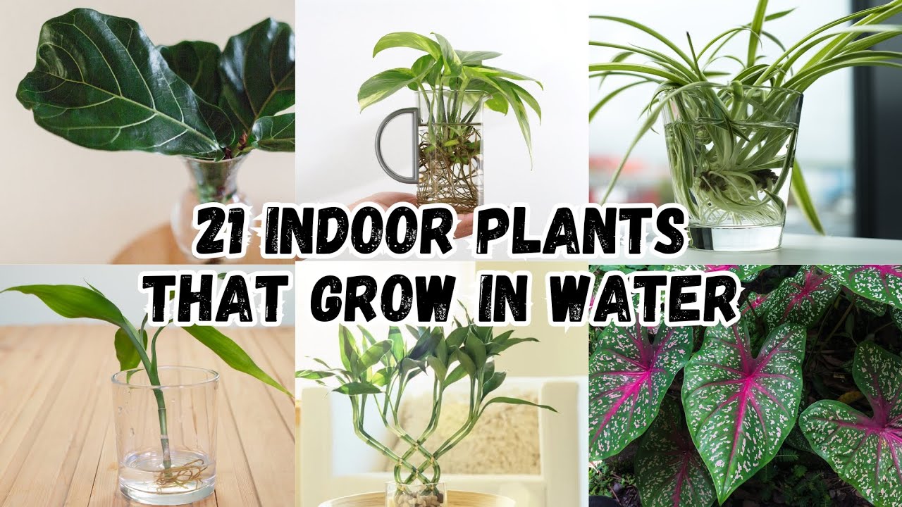 21 Water Growing Indoor Plants | Plants That You Can Grow In Water | Water Growing Plants