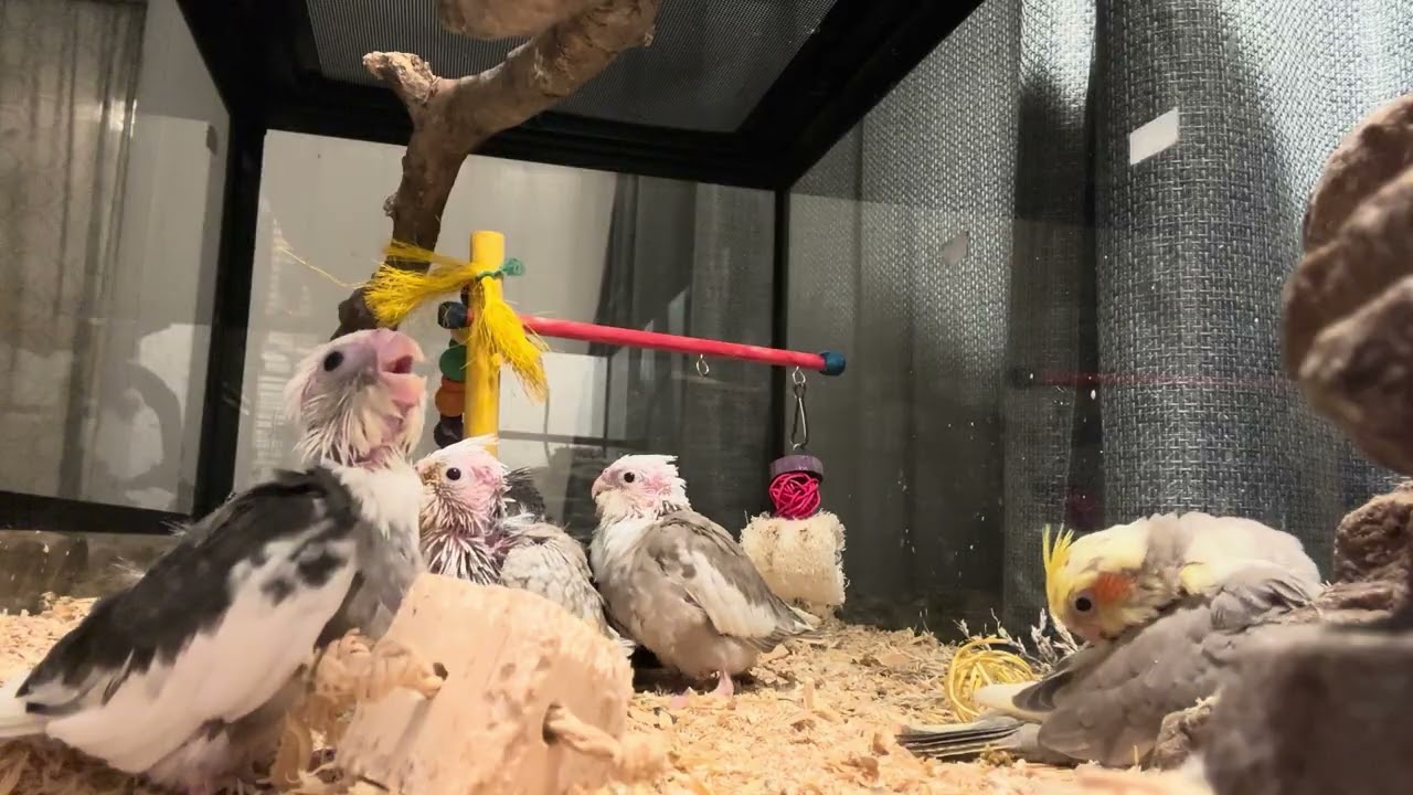 Cute baby cockatiels. 