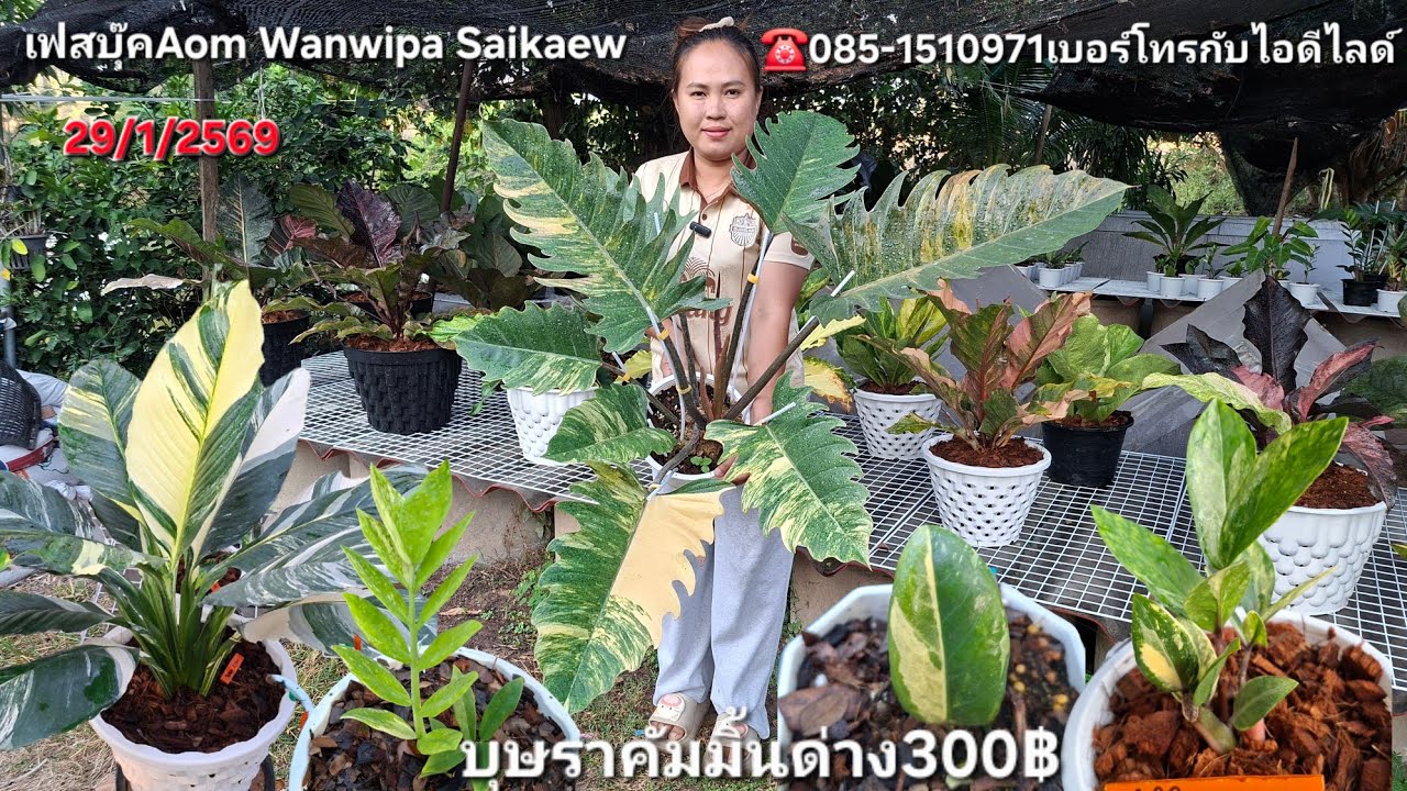 ☎️085-1510971บุษราคัมมิ้นด่างชมพู300฿ กวักมรกตด่างฟอร์มกอ300฿ ไม้เข้าใหม่ราคาดีมากวันนี้ ห้ามพลาด