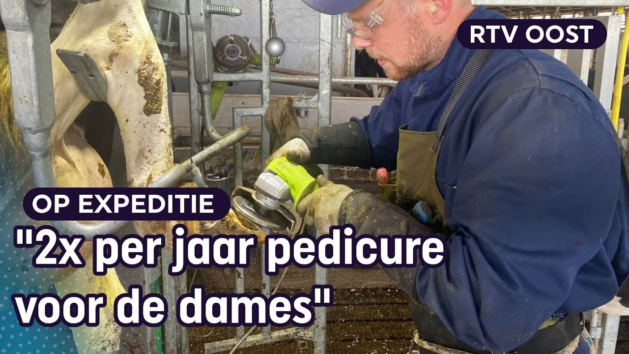 Luc (29) is klauwverzorger: hij geeft koeien een pedicure​ | RTV Oost