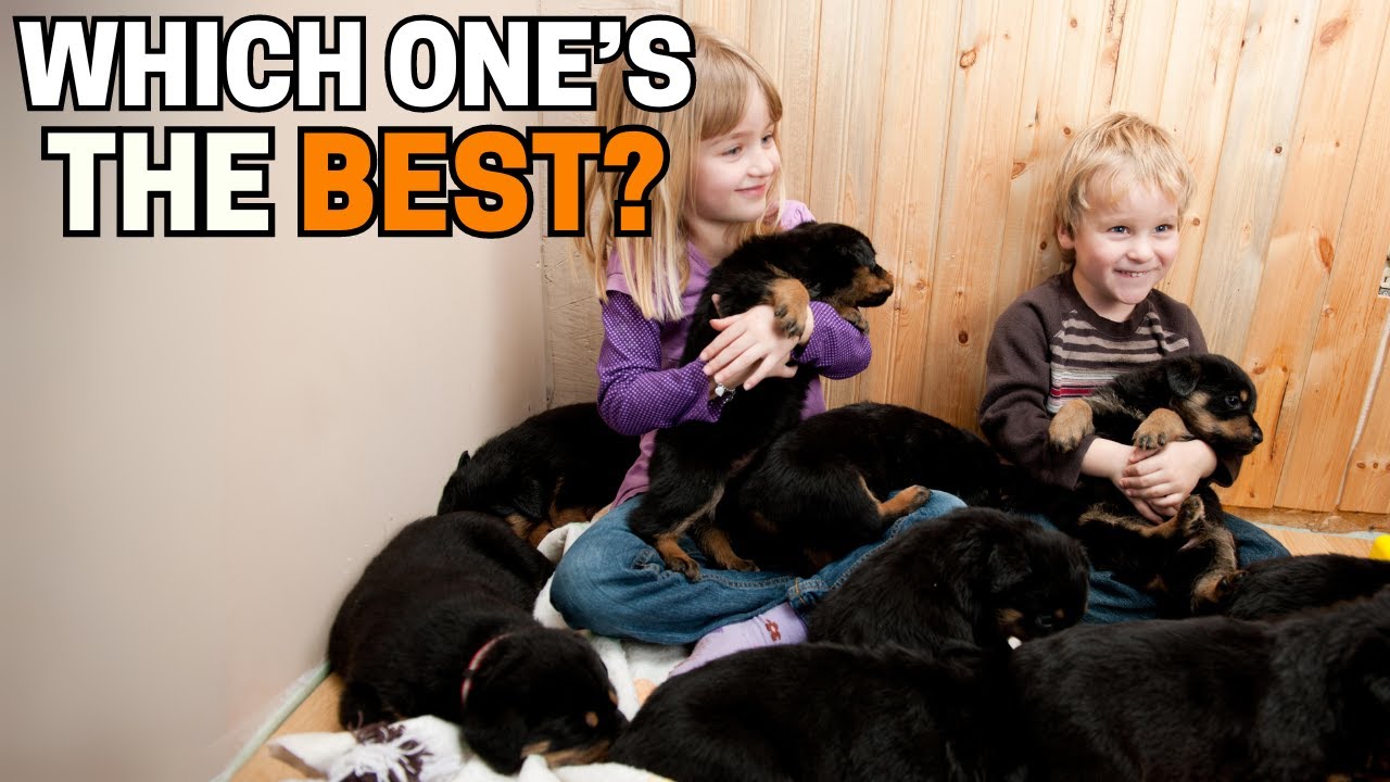 How to Select the Best Rottweiler Puppy from the Litter?