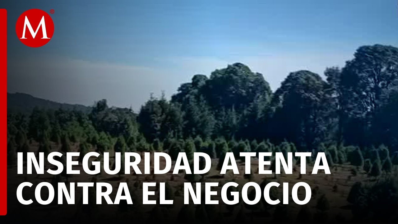 Inseguridad en Huitzilac provoca baja venta de árboles de Navidad