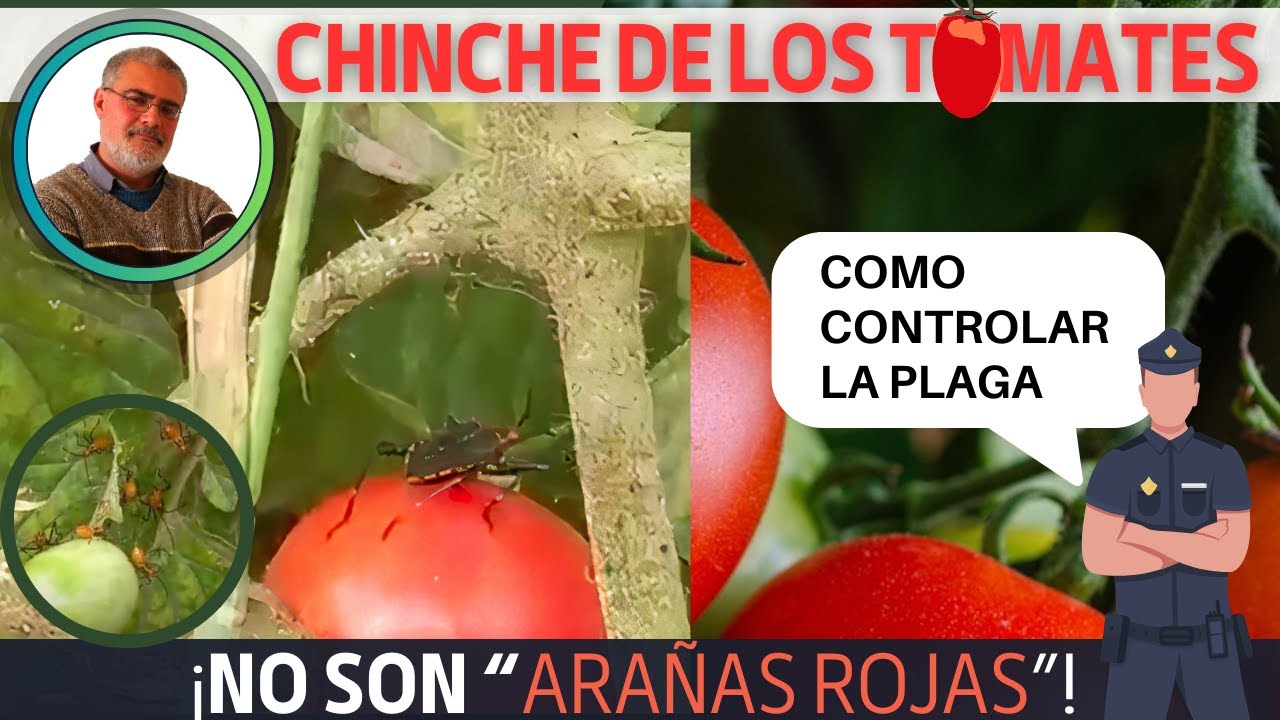 Chinche 🪳de los tomates🍅:Phthia picta. Descripción🔍 de la plaga☣️ y control con un preparado natural