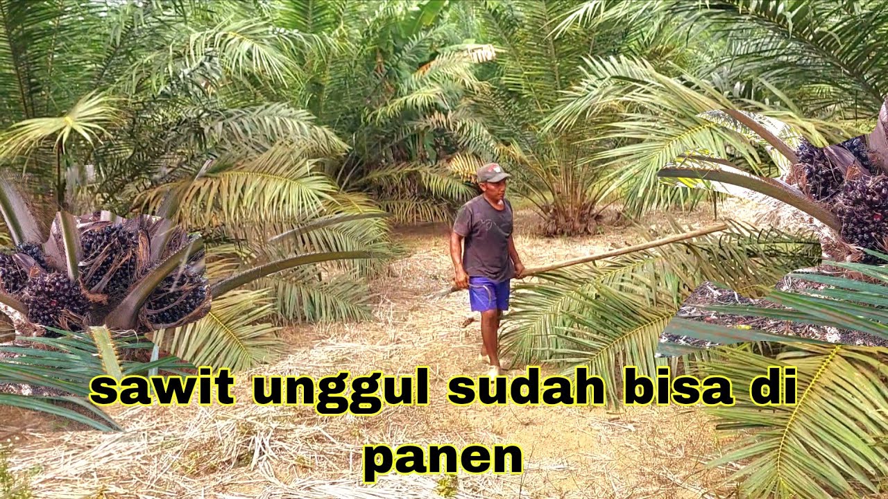 WAKTUNYA TIBA PANEN BUAH SAWIT UNGGUL MUDA