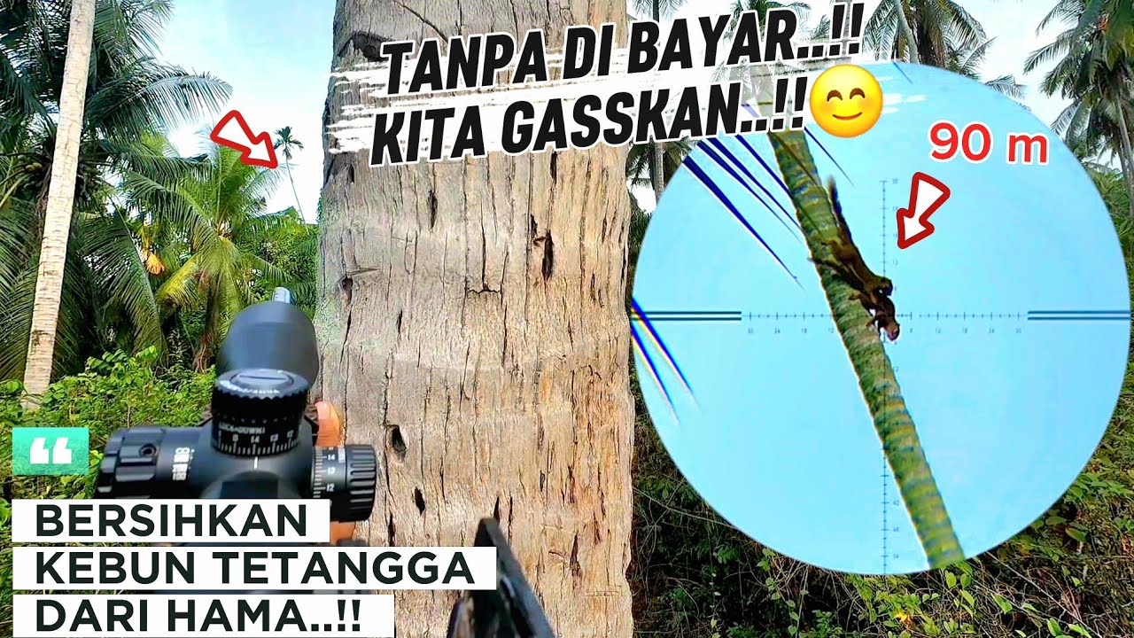 BERBURU TUPAI‼️YG MERESAHKAN KEBUN TETENGGA...