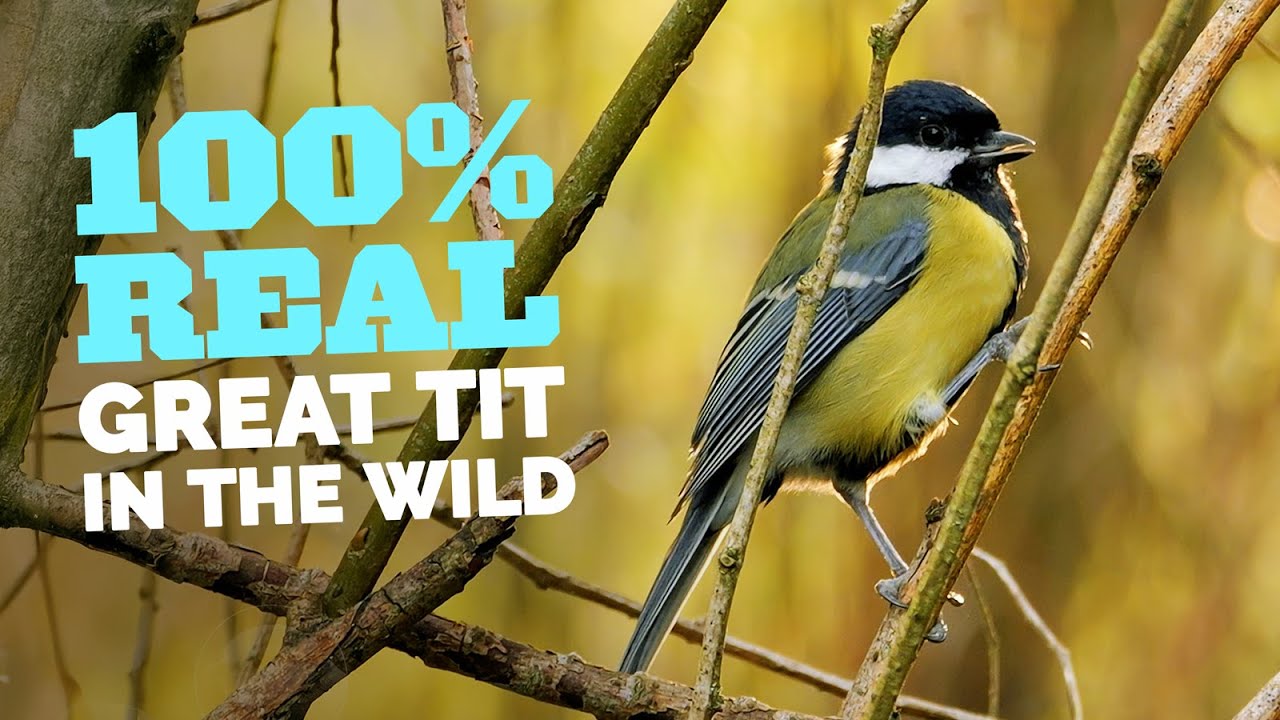 100% Real Birds - Stunning Wild Great Tit (Parus major)