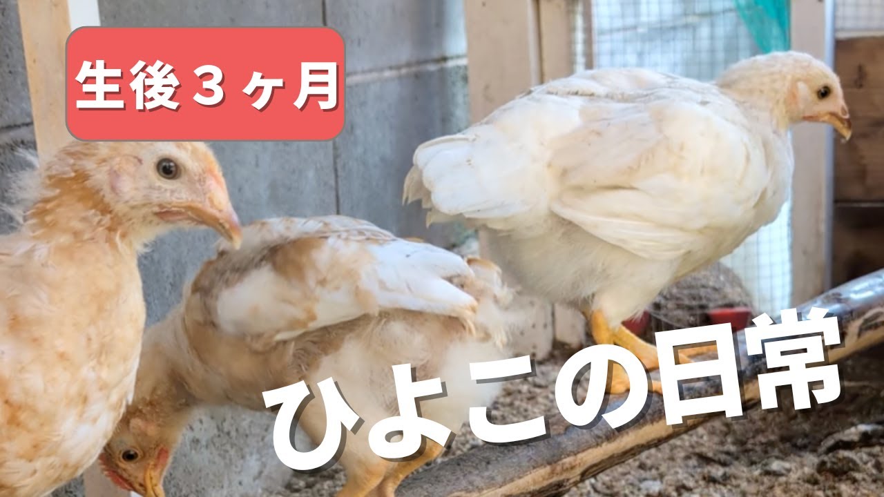 【ひよこの日常】生後３ヶ月のひよこたち　たくましさと可愛らしさ