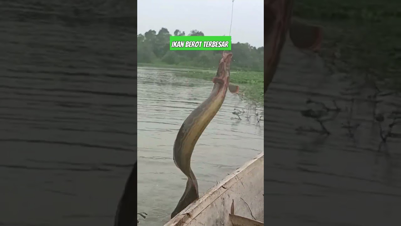 SHORTS! IKAN BEROT TERBESAR _ MANCING LIAR WAY TERUSAN LAMPUNG #feedshorts #mancingmania #shorts