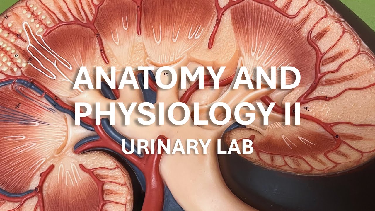 Anatomy and Physiology II - Urinary Lab