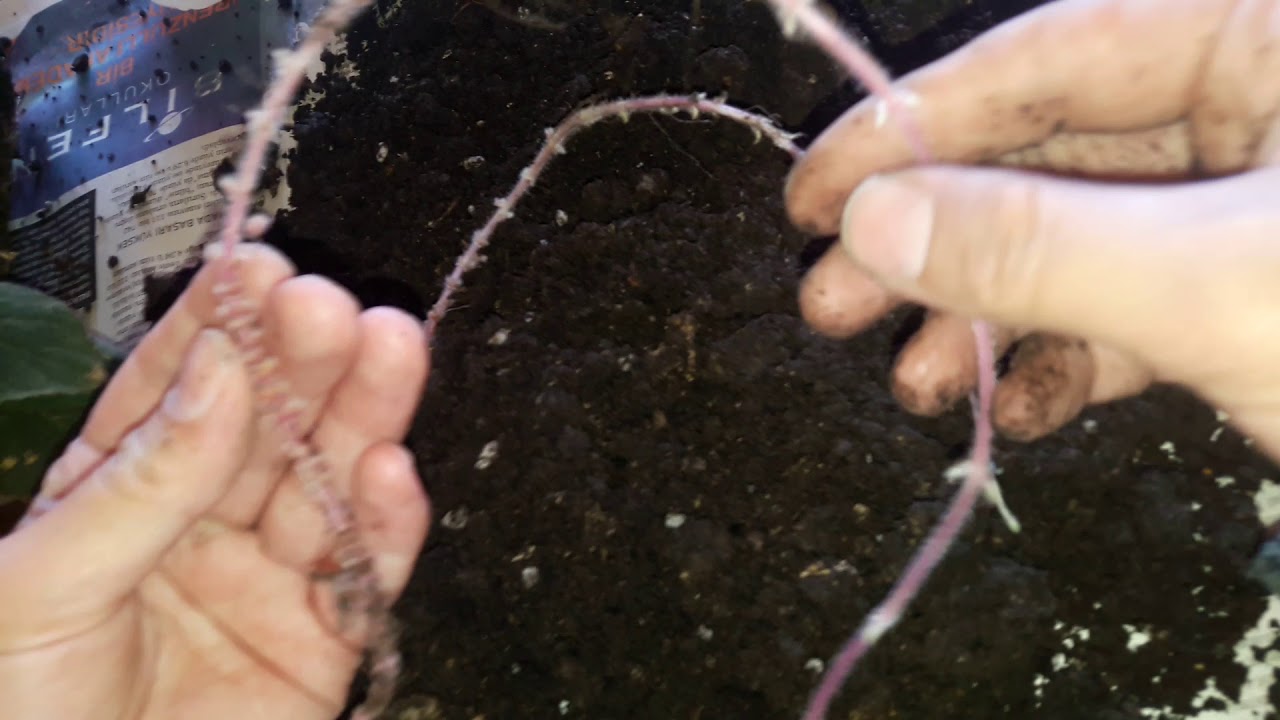 Kohleria japon kupelisi saksi degisimi bakımı kohleria rizomu