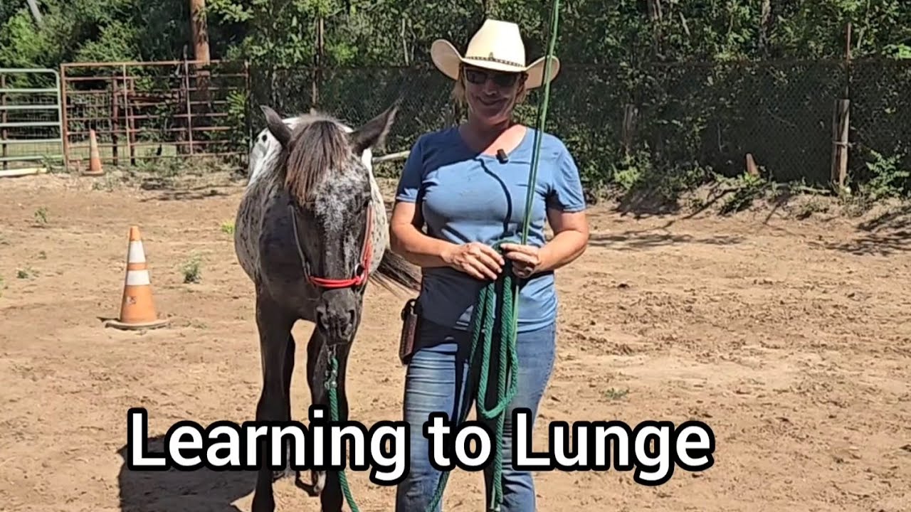How to teach a Yearling  Colt to Lunge - Exercises for forward motion 