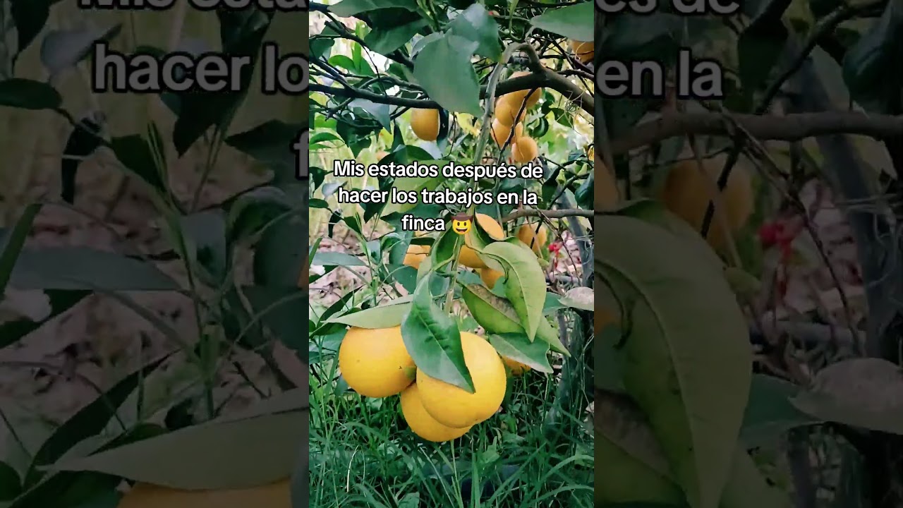 Te gusta el #campo? Contamos con variedad de fincas agr&iacute;colas y ganaderas, cont&aacute;ctanos