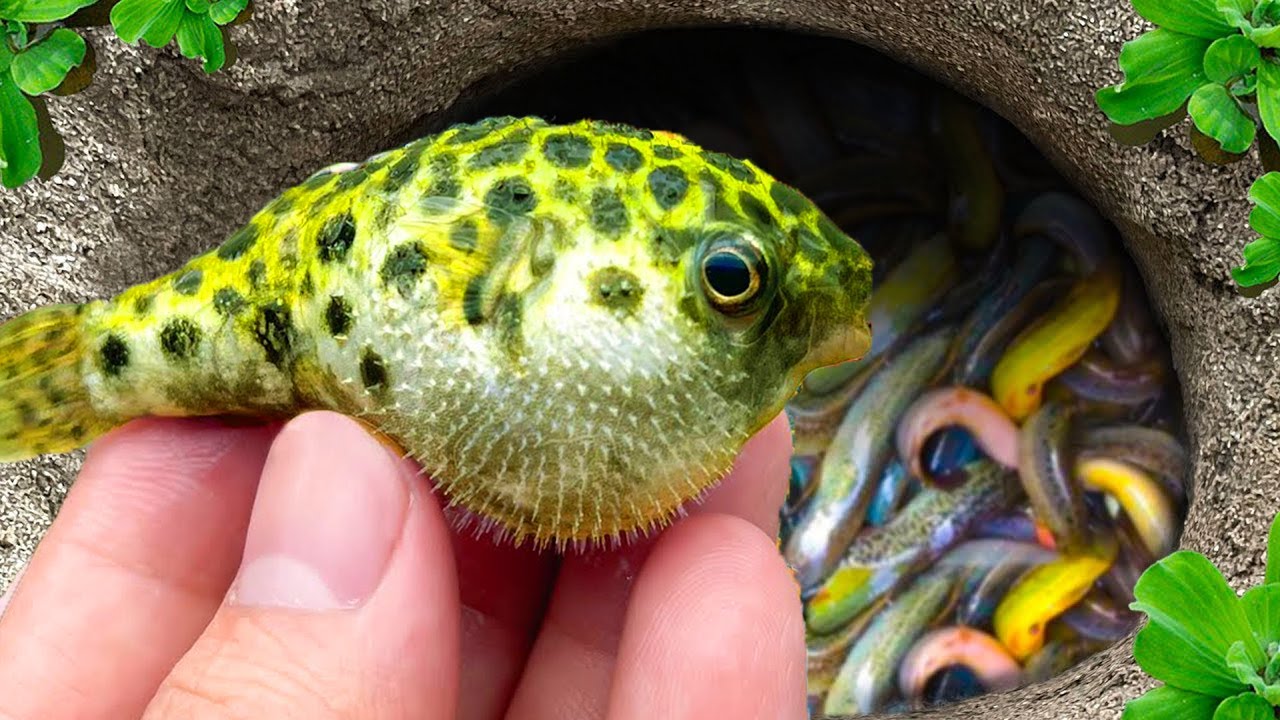 Catch Fancy Ornamental Fish in Tiny Pond, Full Green Guppy, Full Red Guppy, Goldfish, Cute Fish