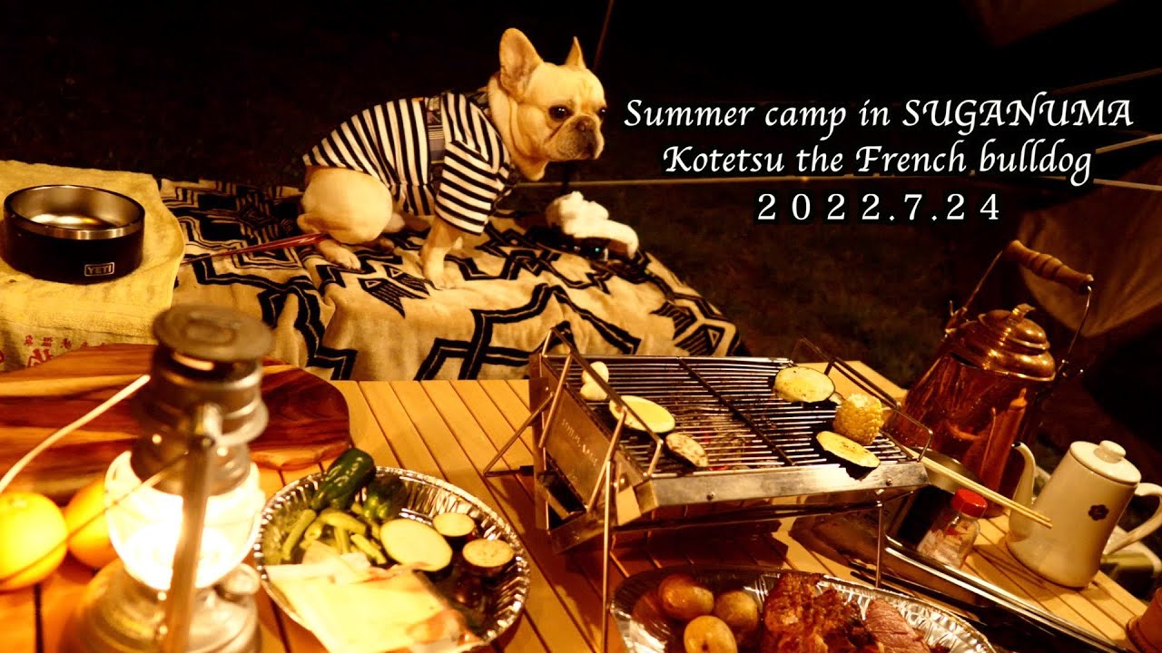 夏でも快適！菅沼キャンプ場でご馳走フレンチブルドッグこてつ