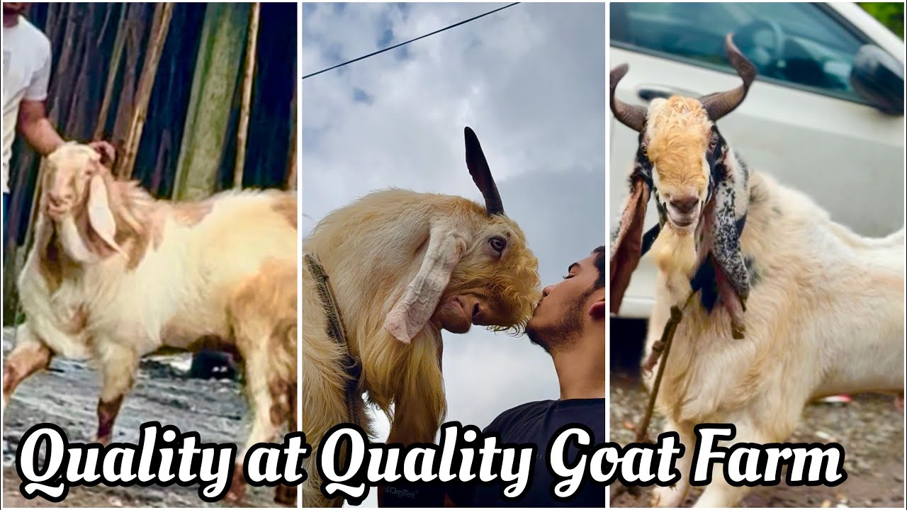 Extreme Quality Andul Goats at Quality Goat Farm, Bhiwandi City