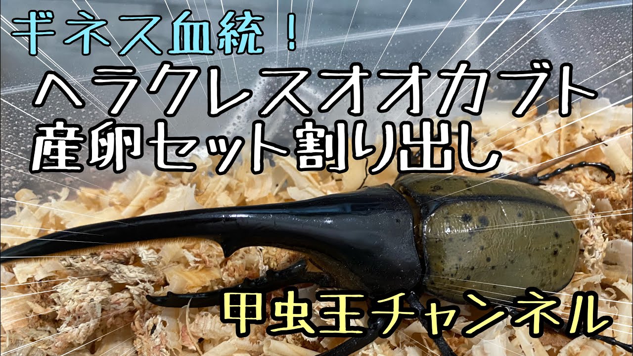 甲虫王チャンネル　第１話　ギネス血統のヘラクレスオオカブト産卵セット割り出しをしてみました！
