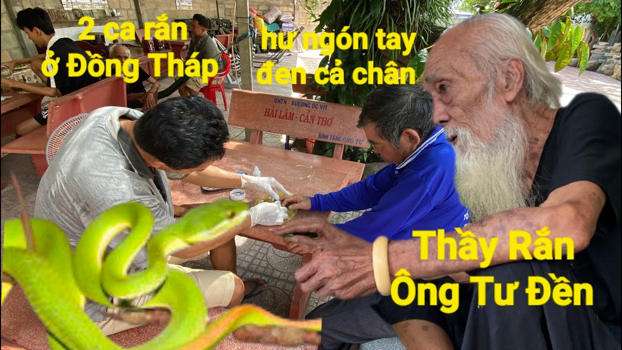 Thầy Rắn (Ông Tư Đền)cận cảnh 2 ca Rắn Lục đuôi đỏ ở Đồng Tháp đen ngón tay và chân