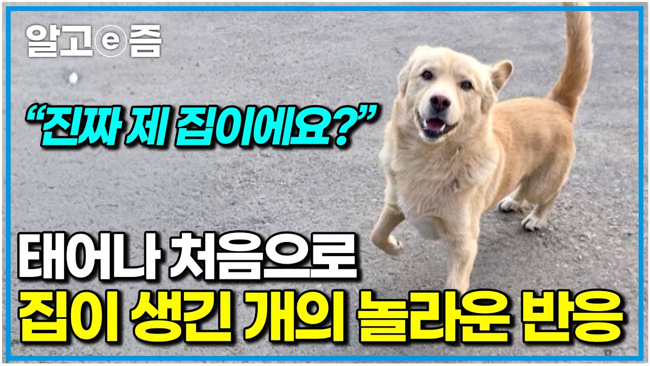 1년 넘게 휴게소와 고속도로를 오가던 개의 견생역전｜세상에 나쁜 개는 없다｜알고e즘
