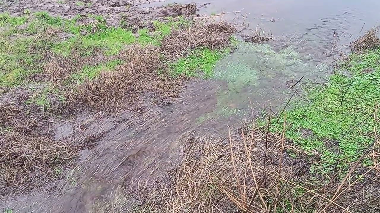 Huerto después del tren de borrascas