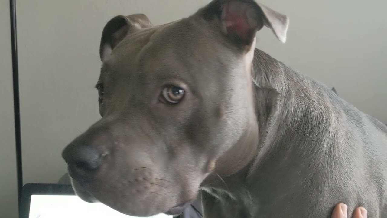 Питбуль разговаривает с папой, пока тот над ним издевается 😂 Самая милая собака на YouTube!!