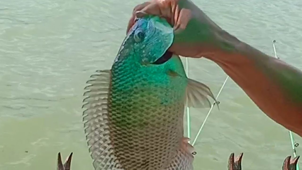 Mancing Saguling‼️ dari jam 1 sampai jam 5 sore dispot Cepi Cipondoh kotabaru