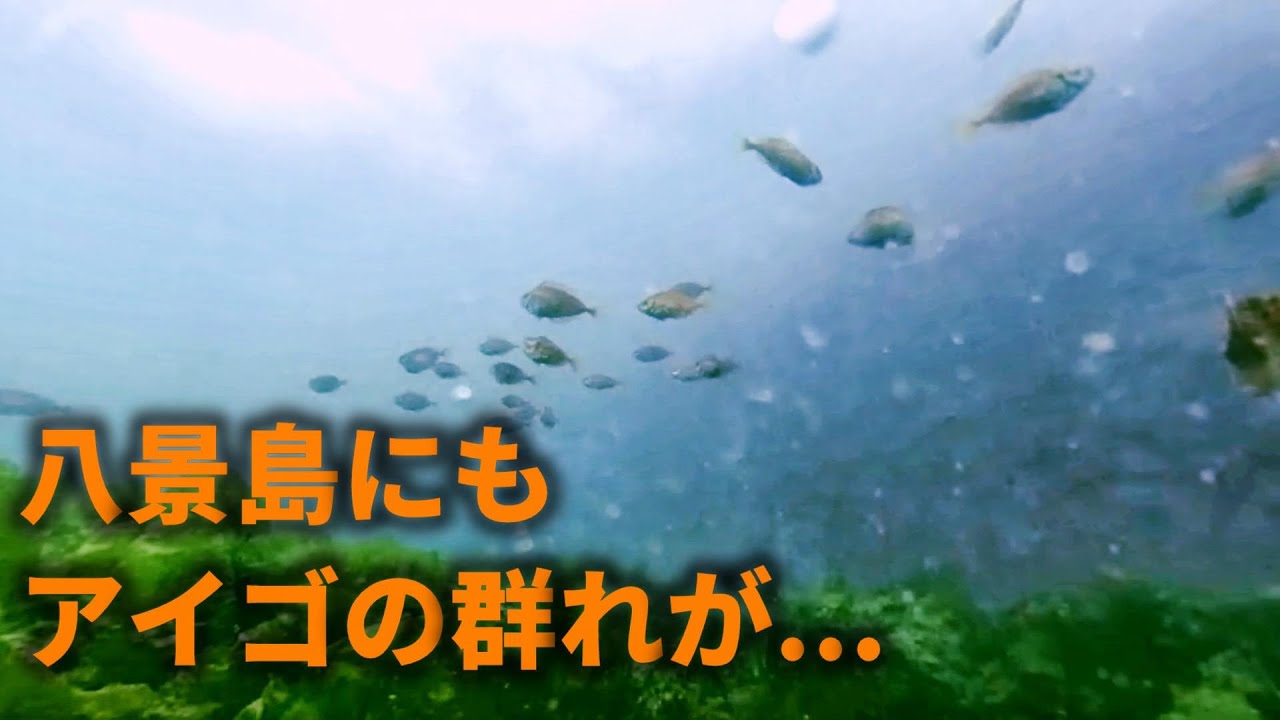 〇〇が大量発生　八景島の主役達がカメラの映像を埋めつくす！　海中調査in八景島