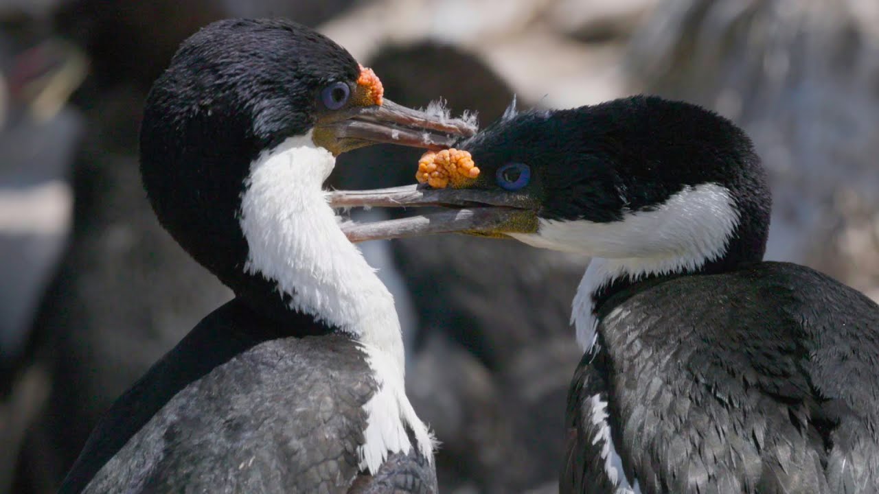 Falkland Islands Wildlife – Kings Cormorants and Cuties - January 2025