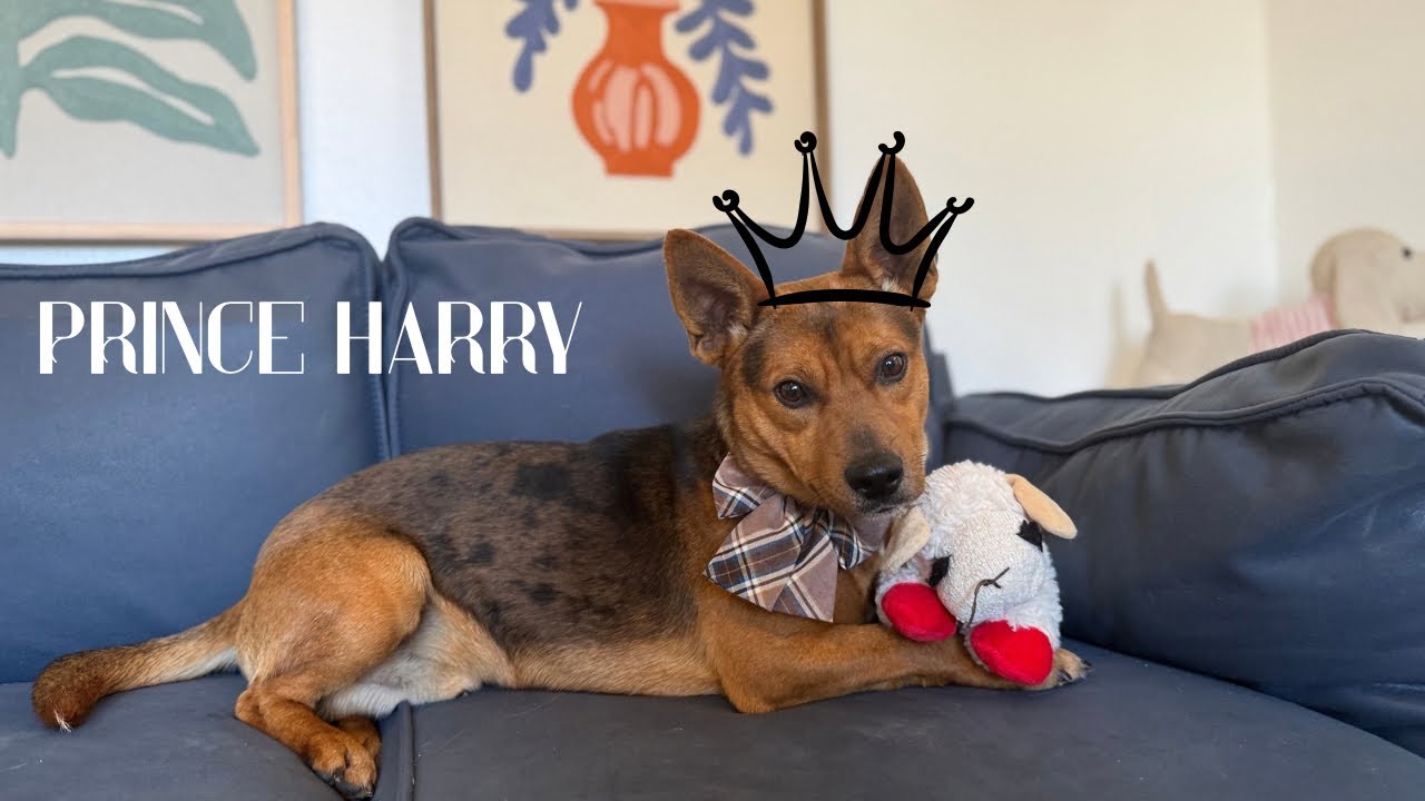 Meet Prince Harry! The king of your lap! 