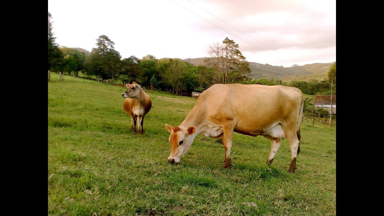 Ganadería Lechera en Jersey Parte II- TvAgro por Juan Gonzalo Angel