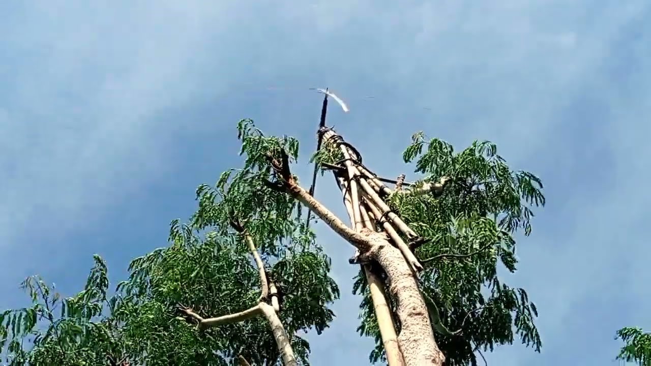 kolecer, kayu ki pasang