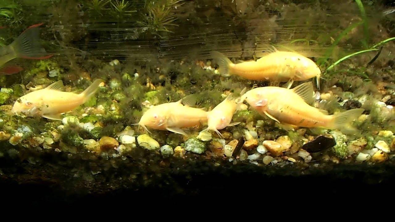 How to Care Guide:  Albino Cory Cats