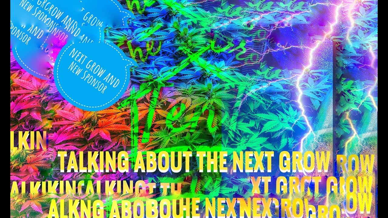 CANNABIS 101 New Sponsor and Grand Daddy Purple Next Grow !!!