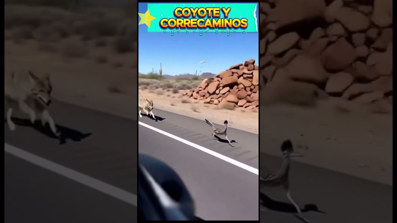 Coyote y correcaminos en la vida real, grabados por un joven 😱🚗🐦