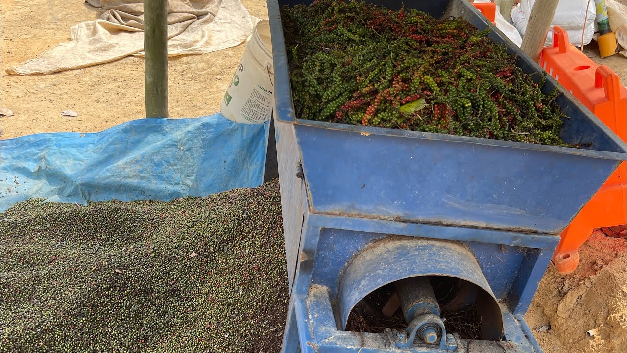 Beneficiando a Pimenta do Reino ! Passo a passo