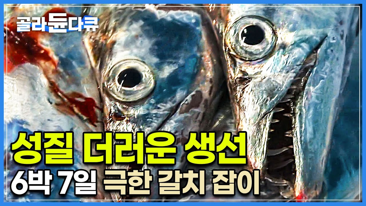 51km 한 가닥 낚싯줄에 은갈치가 줄줄이 딸려오는데! 과연 만선할 수 있을까?┃제주 바다 갈치와의 한판 승부! 29톤 해광호 출항기┃극한 갈치잡이┃극한직업┃#골라듄다큐