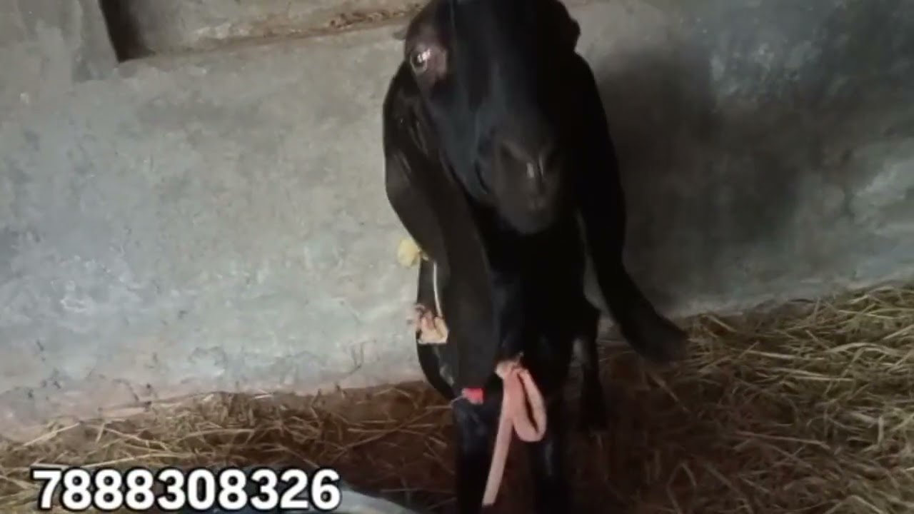9 nag , 8goat , 1cow💥cont number 7888308326✅ kot ise khan (Moga) 
