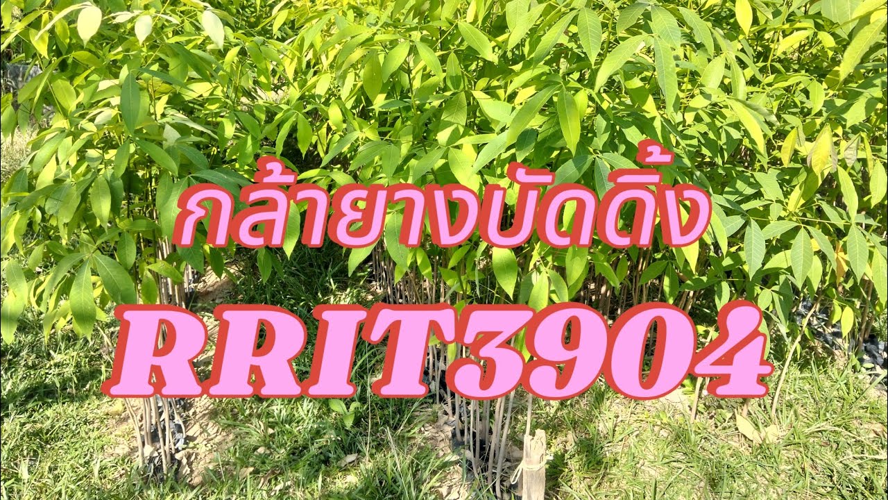 ยางบัดดิ้ง ติดตาพันธุ์ 3904 ด้วยตัวเอง เพื่อลดต้นทุน