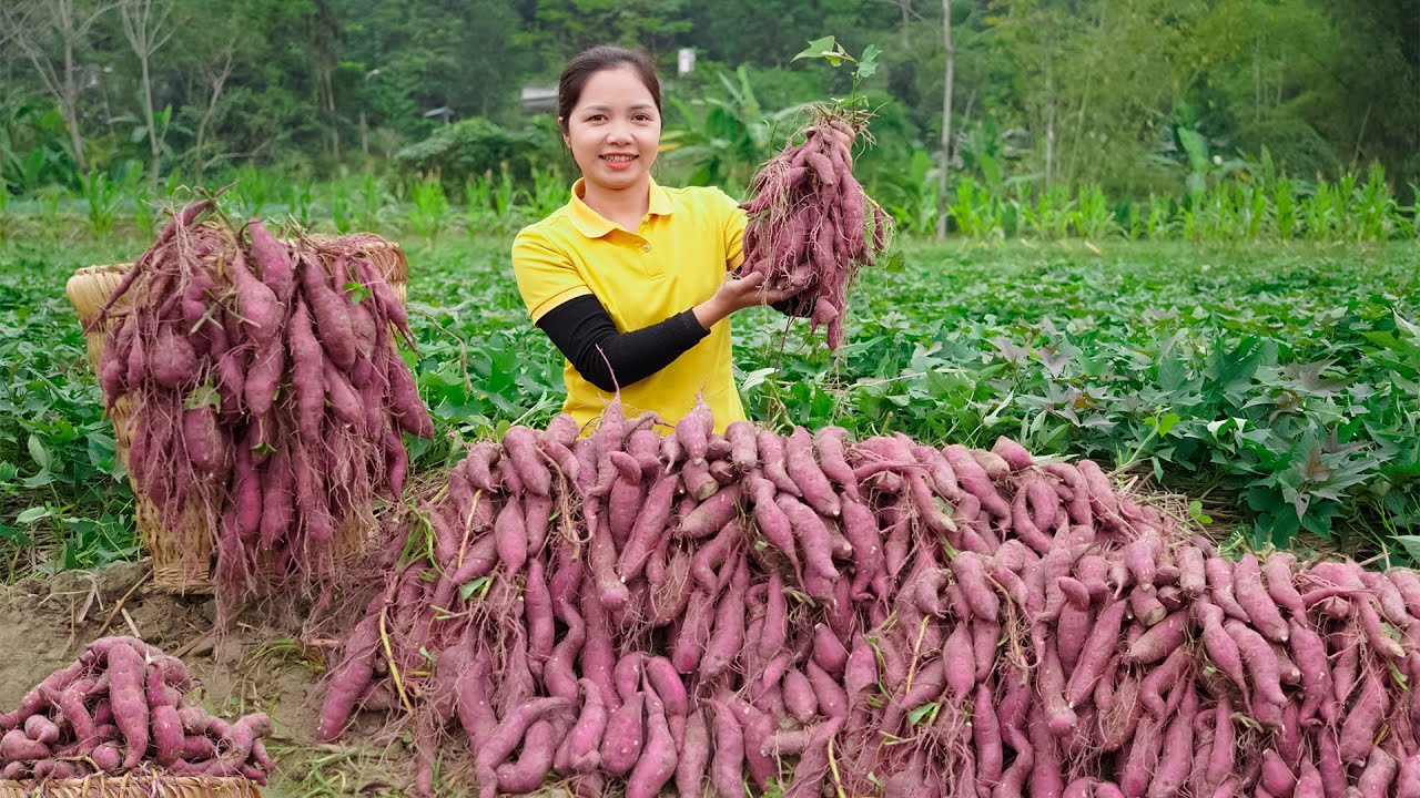 Harvesting Sweet Potato Garden Goes To The Market Sell - Farming and Cooking - Han Harvesting