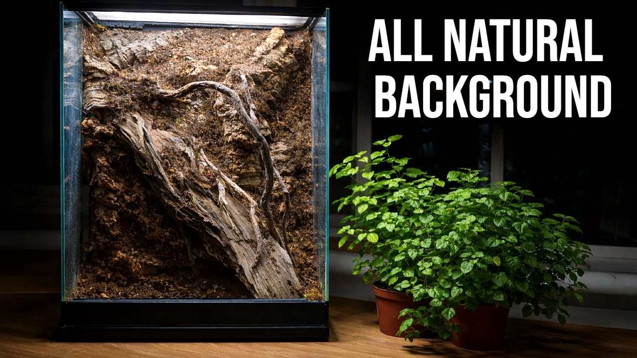 All Natural Terrarium Background No Foam, Fully Plantable