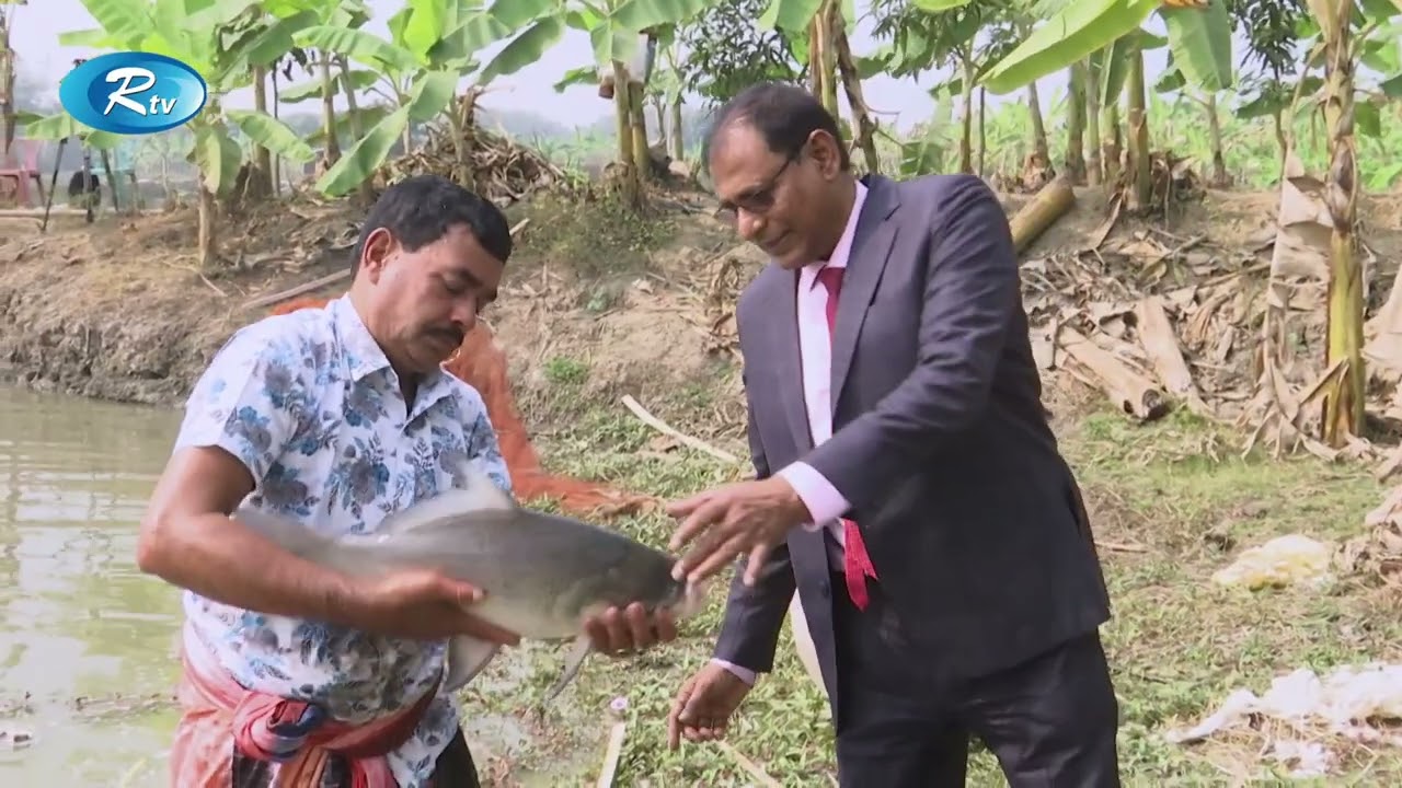 লেয়ার মুরগির খামার ও পালন পদ্ধতি | Farming and rearing of layer chickens | RtvKrishi