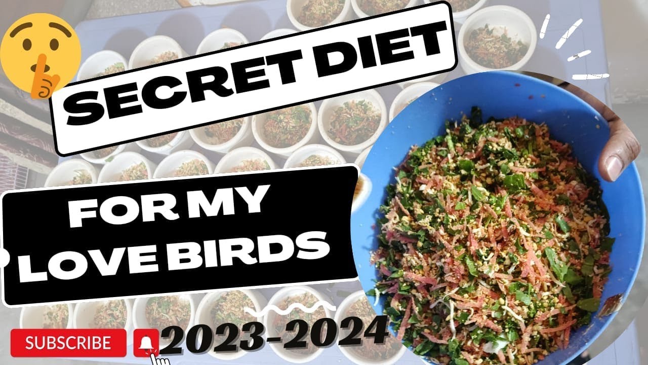Breeding Season Soft Food 2023 to 2024 | My secret Recipe For Love Bird | Shani Bhai Aviary