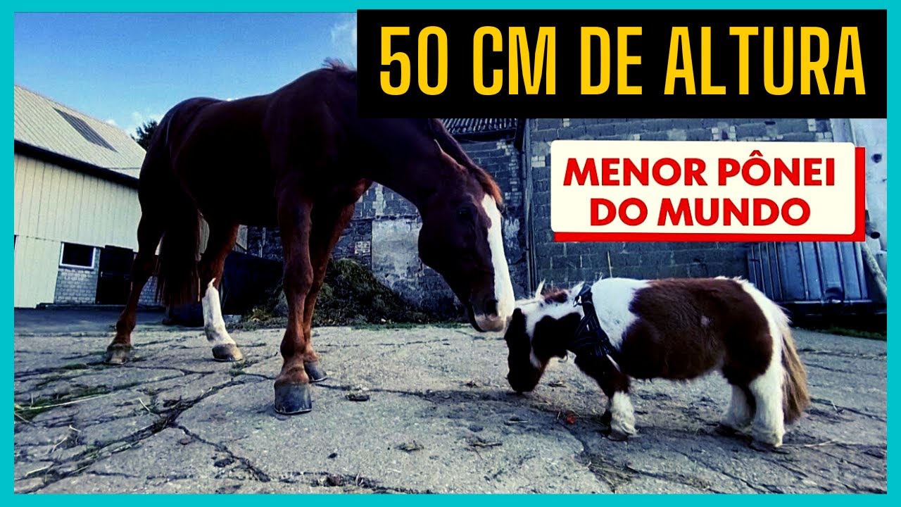 Conhe&ccedil;a o Pumuckel, o p&ocirc;nei que pode ser o menor do mundo (&Uacute;LTIMAS NOT&Iacute;CIAS)